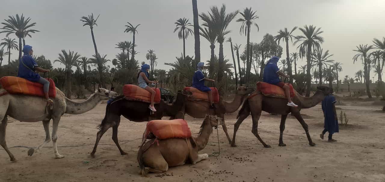Best Sunset Marrakech Camel Ride Palmeraie
